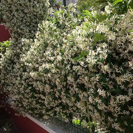 Dimora Benedetta 2 0 度假居 巴里