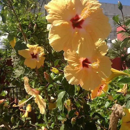 Dimora Benedetta 2 0 * Bari